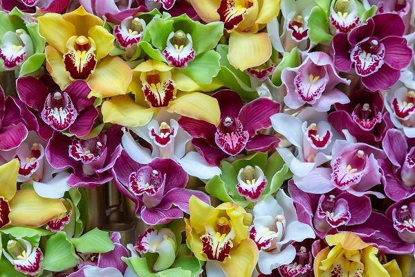 Netherlands Orchids on display at Keukenhof Gardens